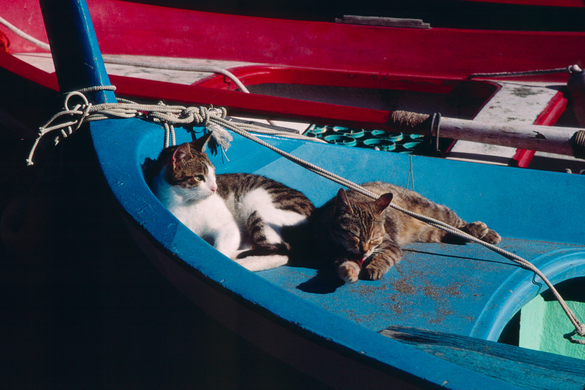 Kitty Boat