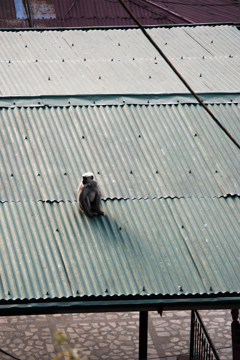 Monkey on a Tin Roof