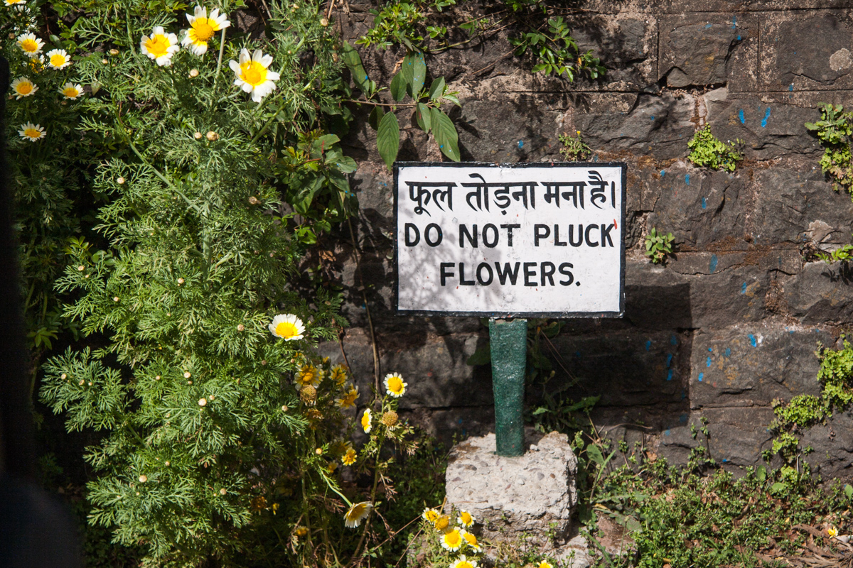Do Not Pluck Flowers