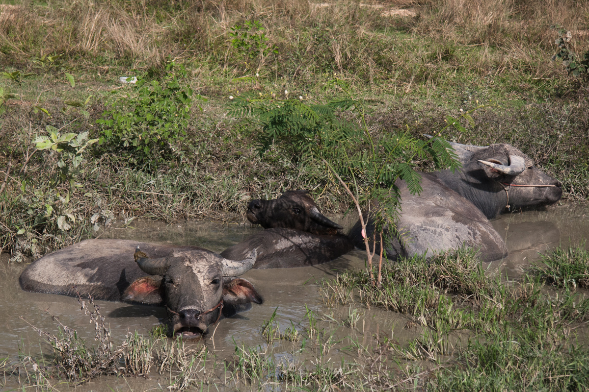 Languid Water Buffalo