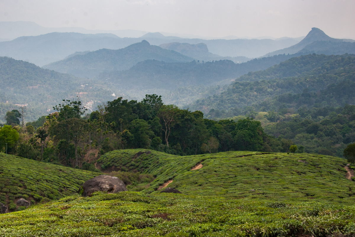 Tea Garden with Mountains in the Background