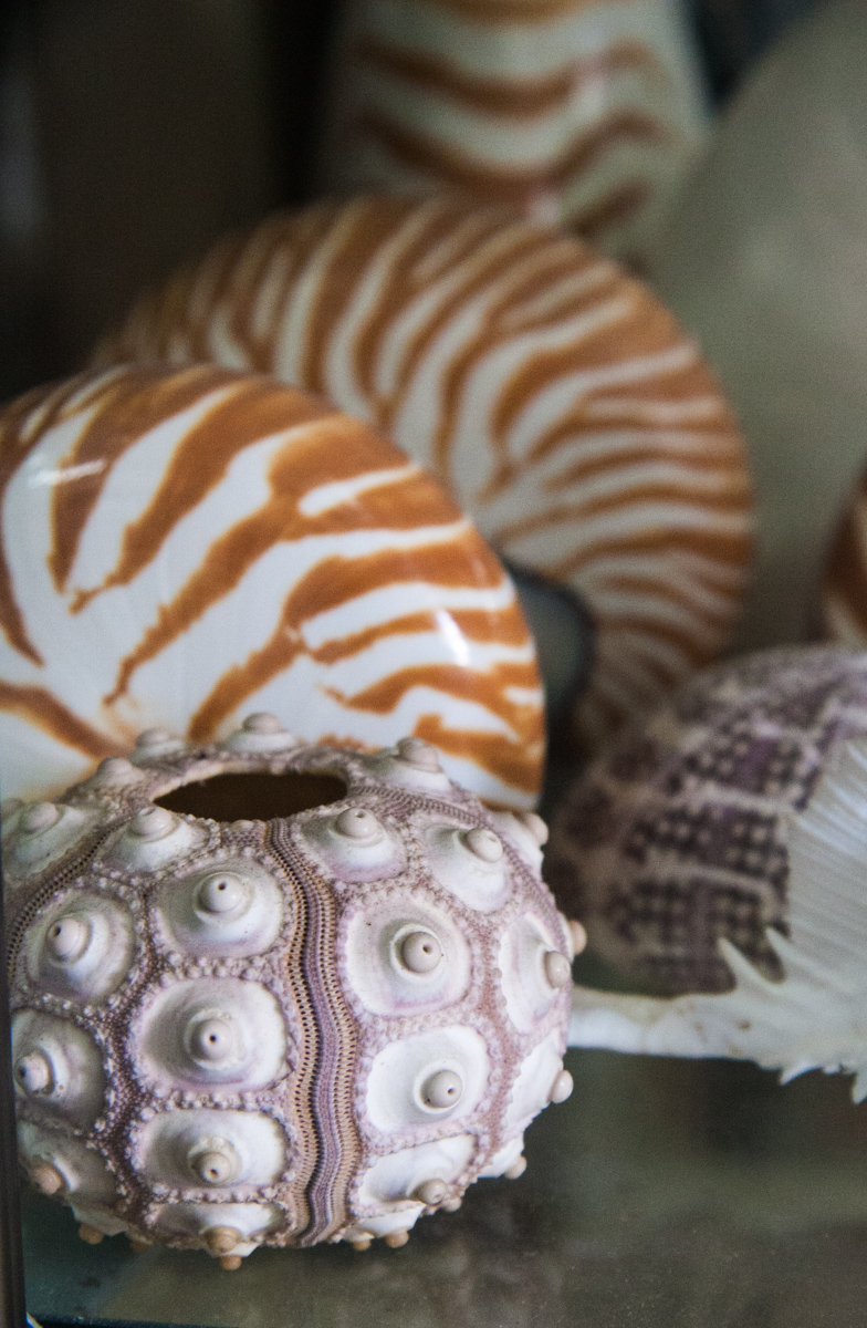Nautilus and Sea Urchin