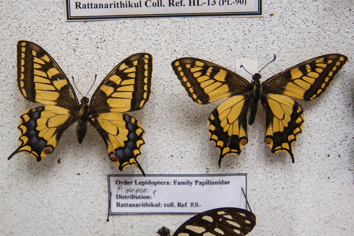 Yellow Swallowtails