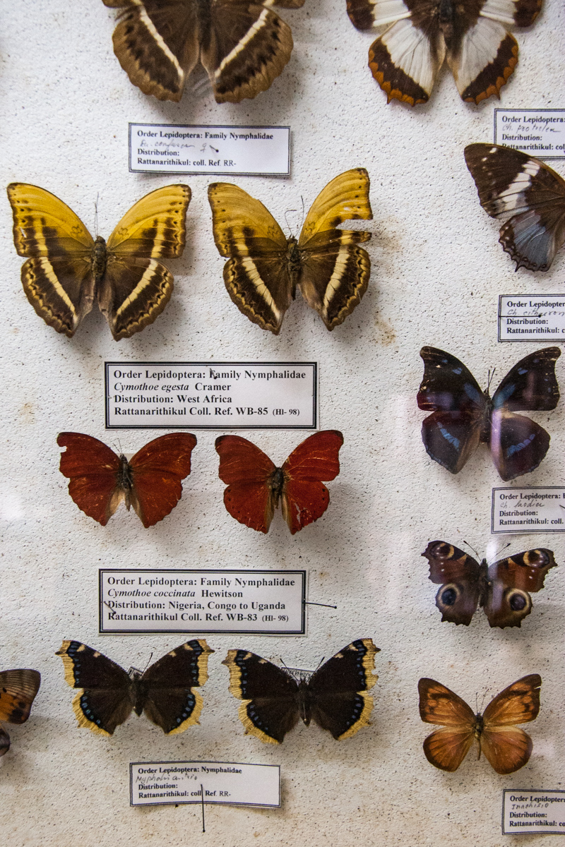Butterfly Specimen Case