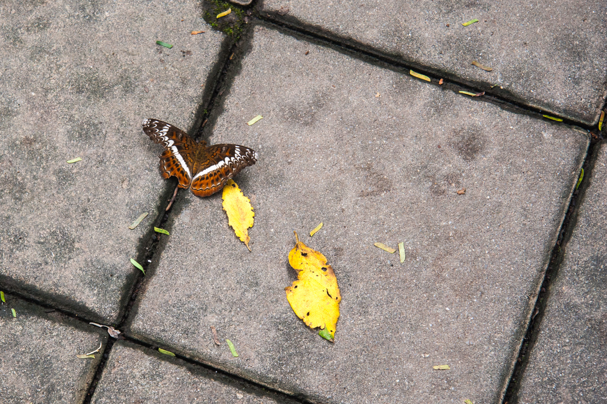 Butterfly on a Grid