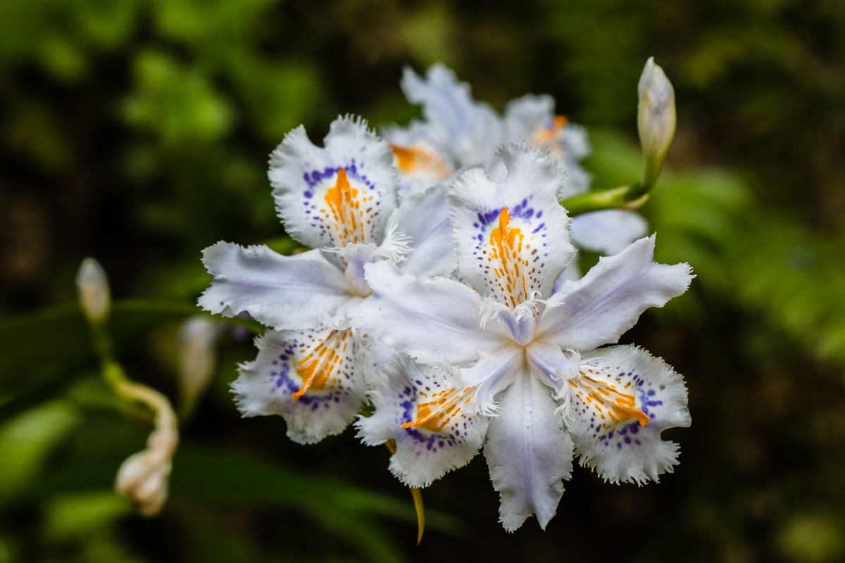 Fringed Irises