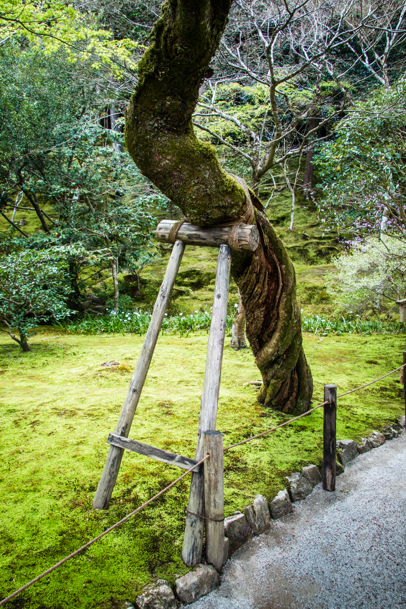 Tree Support