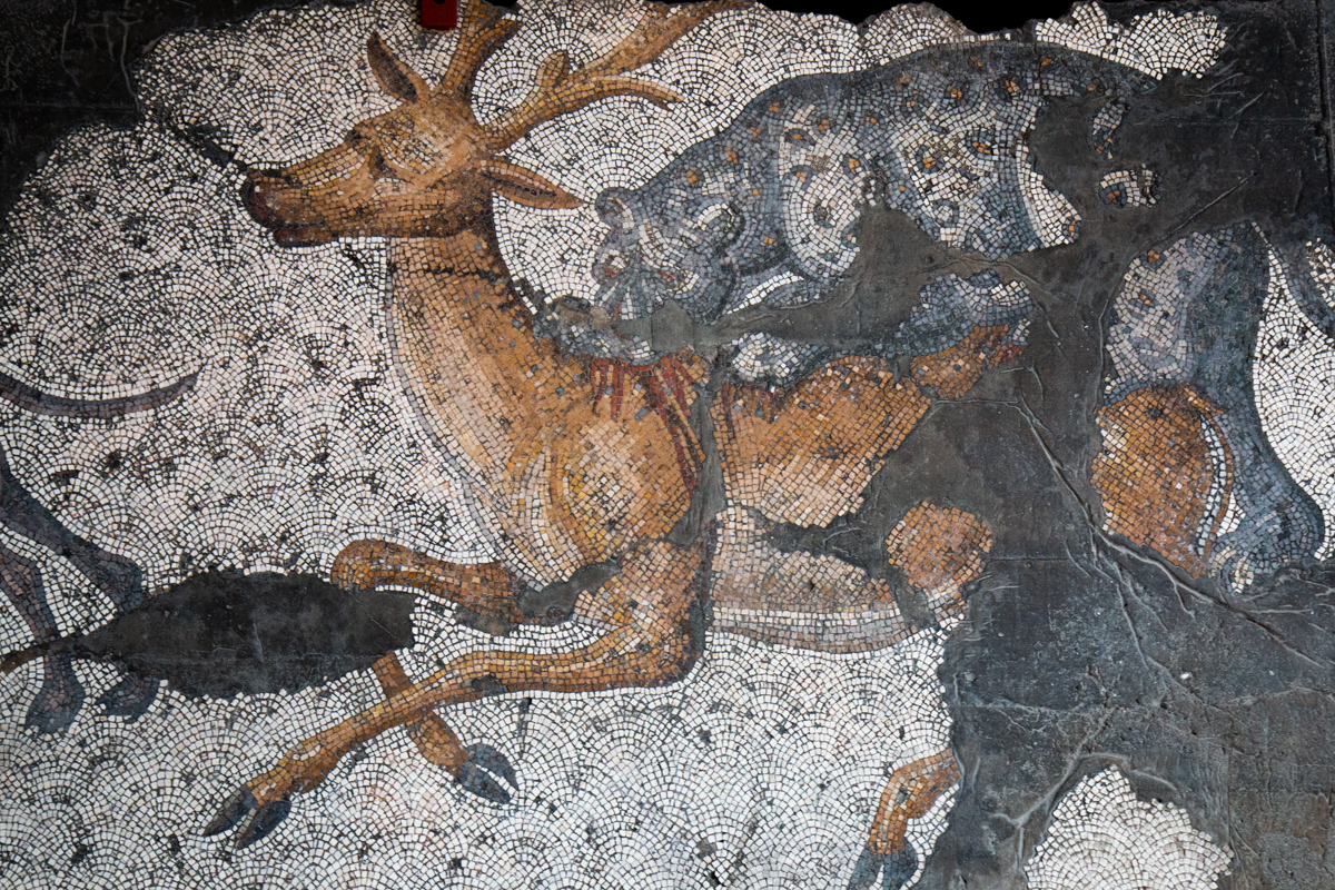 Leopard Attacking a Stag