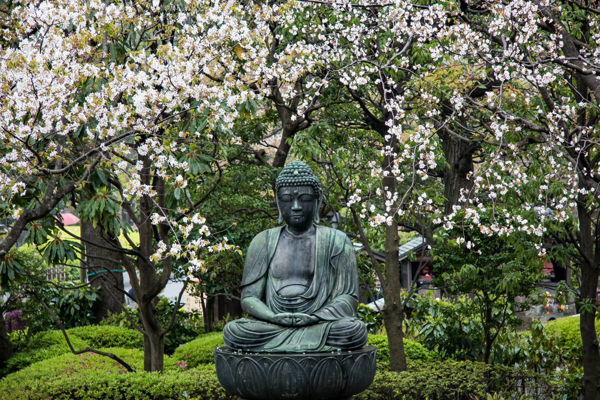 Buddha Among Sakura