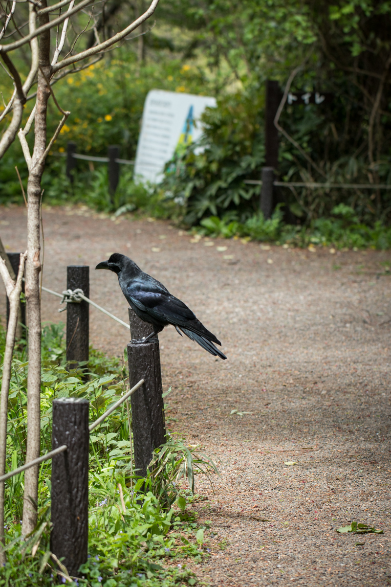 Pensive Raven