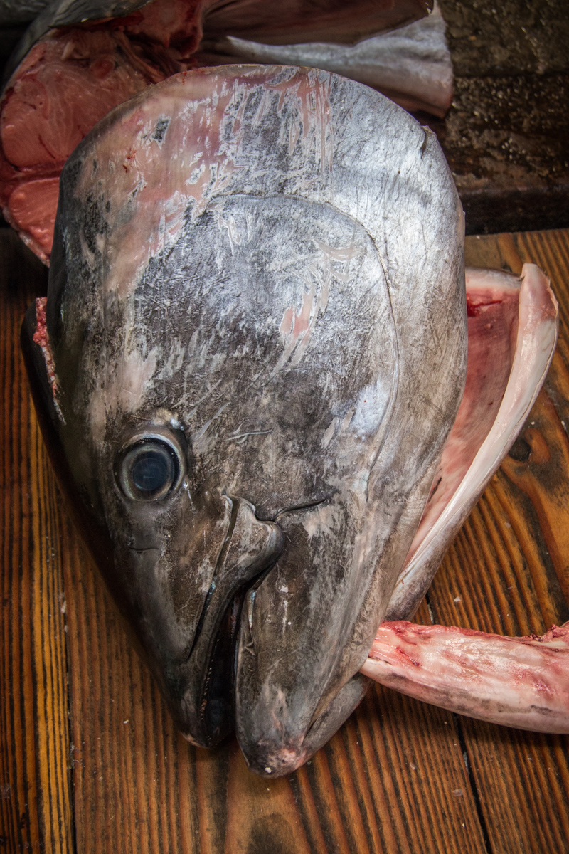 Giant Tuna Head